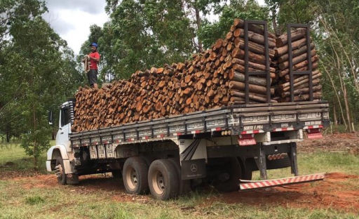 Cavacos do Brasil, Cavacos, Escoras, Eucalipto, www.cavacosbrasil.com.br, cavaco, eucaliptos, recurso renovável, Cavaco de madeira, Cavaco de eucalipto, Cavaco de pinos, Lascas de madeira, biomassa, biomassa de madeira