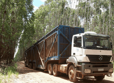 Cavacos do Brasil, Cavacos, Escoras, Eucalipto, www.cavacosbrasil.com.br, cavaco, eucaliptos, recurso renovável, Cavaco de madeira, Cavaco de eucalipto, Cavaco de pinos, Lascas de madeira, biomassa, biomassa de madeira